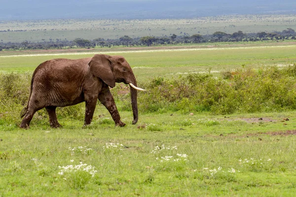 Elefanter Amboselis Nationalpark Kenya — Stockfoto