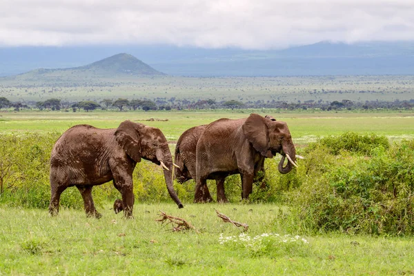 Elefanter Amboselis Nationalpark Kenya — Stockfoto