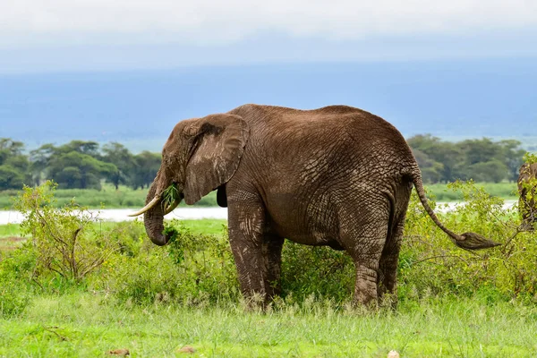 Elefanter Amboselis Nationalpark Kenya — Stockfoto