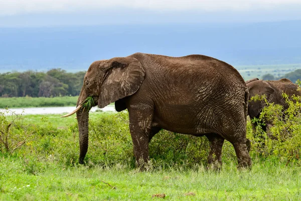 Ελέφαντες Στο Εθνικό Πάρκο Amboseli Στην Κένυα — Φωτογραφία Αρχείου