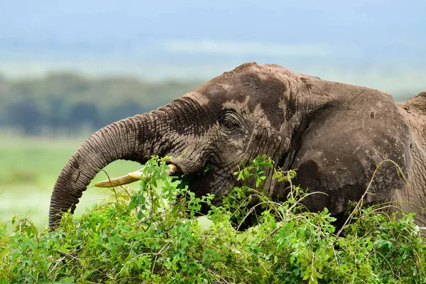 Sloni Národním Parku Amboseli Keni — Stock fotografie
