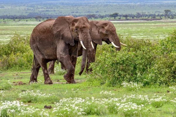 Elefanter Amboselis Nationalpark Kenya — Stockfoto