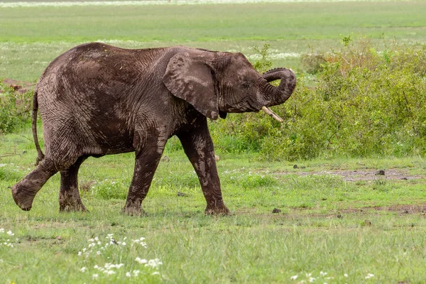 Elefanter Amboselis Nationalpark Kenya — Stockfoto