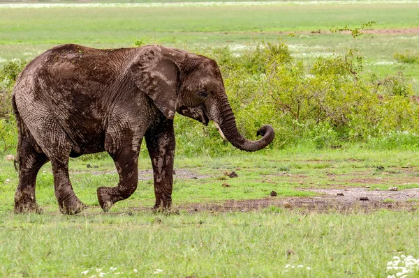 Elefantes Parque Nacional Amboseli Quênia — Fotografia de Stock