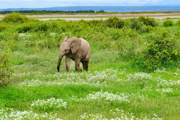 Elefantes Parque Nacional Amboseli Quênia — Fotografia de Stock