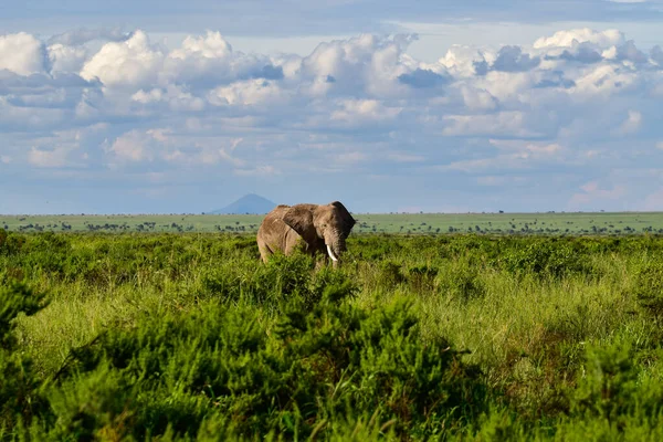 Kenya Daki Amboseli Milli Parkı Ndaki Filler — Stok fotoğraf