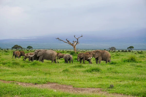 Kenya Daki Amboseli Milli Parkı Ndaki Filler — Stok fotoğraf