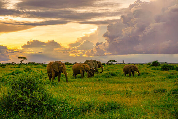 Elephants in the Amboseli National Park in Kenya