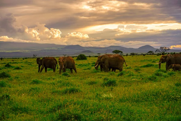 Elefanti Nel Parco Nazionale Amboseli Kenya — Foto Stock