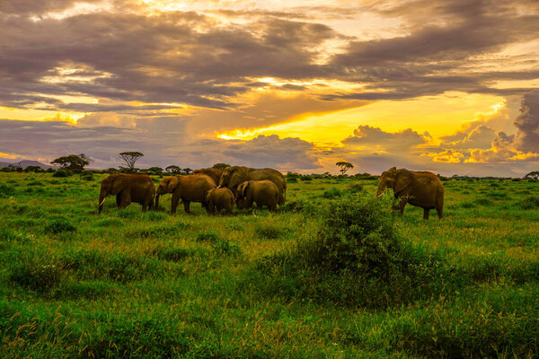 Elephants in the Amboseli National Park in Kenya