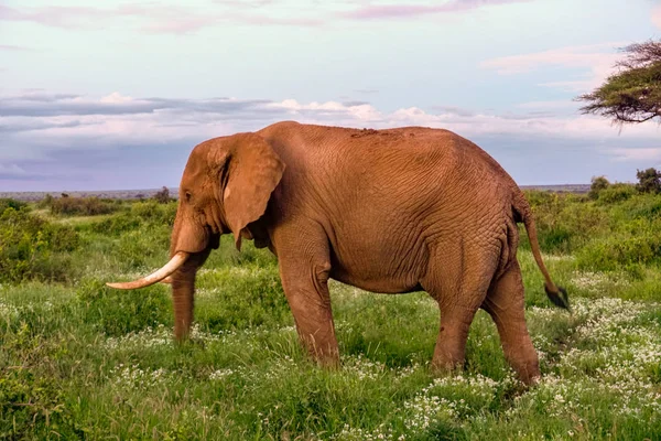 Ελέφαντες Στο Εθνικό Πάρκο Amboseli Στην Κένυα — Φωτογραφία Αρχείου