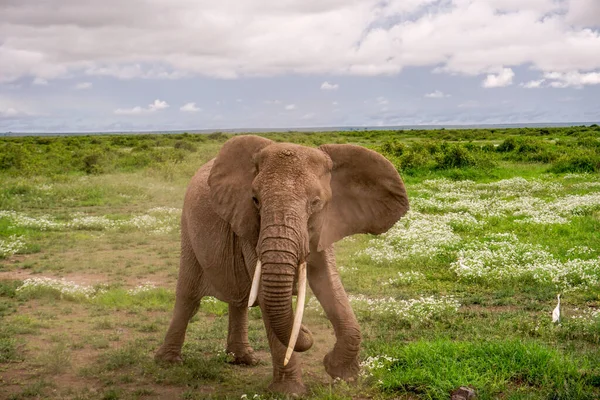 Les Éléphants Dans Parc National Amboseli Kenya — Photo