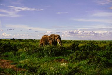 Kenya 'daki Amboseli Milli Parkı' ndaki filler