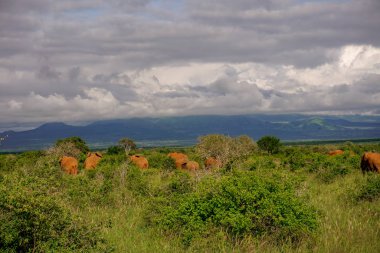 Tsavo Doğu 'daki filler ve Kenya' daki Tsavo Batı Ulusal Parkı