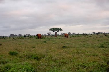 Tsavo Doğu 'daki filler ve Kenya' daki Tsavo Batı Ulusal Parkı