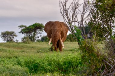 Tsavo Doğu 'daki filler ve Kenya' daki Tsavo Batı Ulusal Parkı