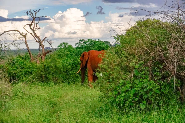 肯尼亚Tsavo East和Tsavo West国家公园的大象 — 图库照片