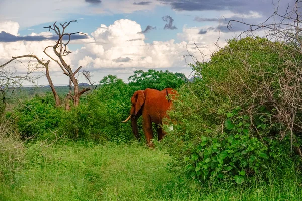 Éléphants Dans Parc National Tsavo East Tsavo West Kenya — Photo