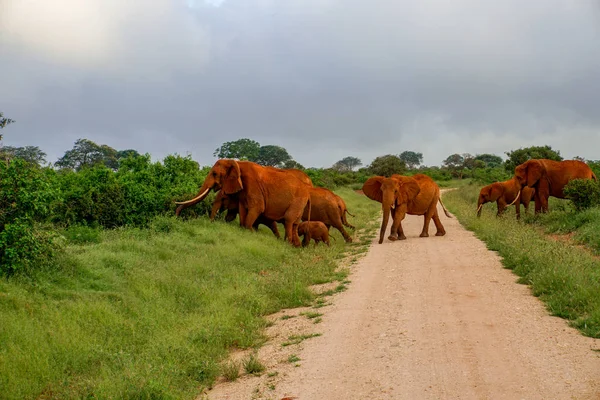 Elefantes Tsavo East Tsavo West National Park Quênia — Fotografia de Stock