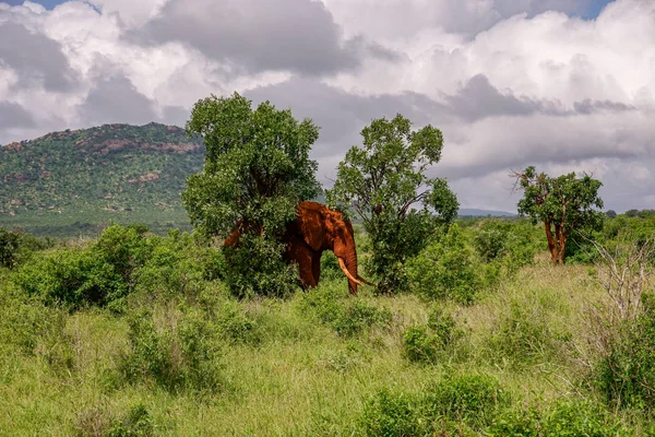 Éléphants Dans Parc National Tsavo East Tsavo West Kenya — Photo