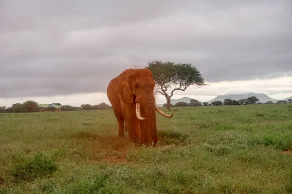 Tsavo Doğu Daki Filler Kenya Daki Tsavo Batı Ulusal Parkı — Stok fotoğraf