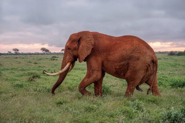 Слоны Восточном Цаво Западном Цаво Кении — стоковое фото
