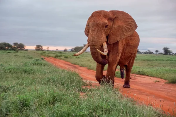 Sloni Tsavo East Tsavo West National Park Keni — Stock fotografie