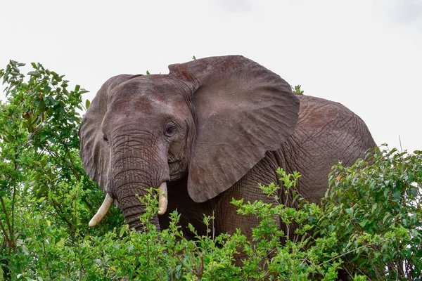 Éléphants Dans Parc National Tsavo East Tsavo West Kenya — Photo