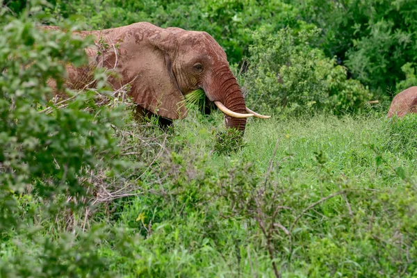 Слоны Восточном Цаво Западном Цаво Кении — стоковое фото