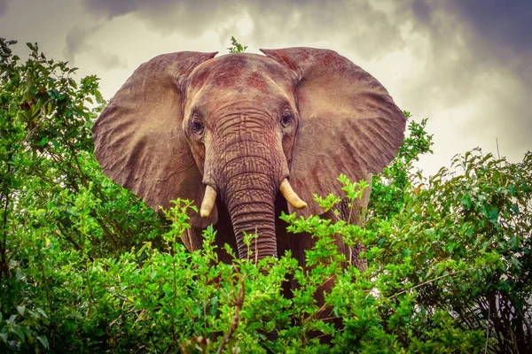 Elefanter Tsavo East Och Tsavo West National Park Kenya — Stockfoto