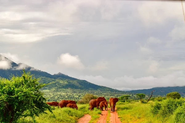 Elefantes Tsavo East Parque Nacional Tsavo West Kenia —  Fotos de Stock