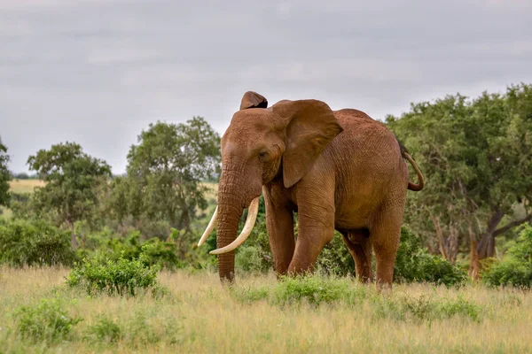 Słonie Tsavo East Tsavo West National Park Kenii — Zdjęcie stockowe