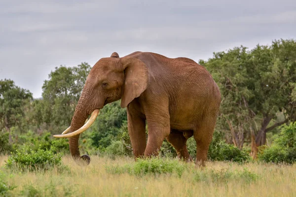Слони Східному Західному Національному Парках Цаво Кенія — стокове фото