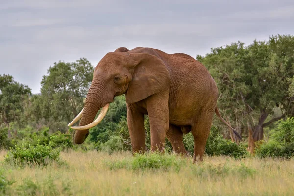 Elefanter Tsavo East Och Tsavo West National Park Kenya — Stockfoto