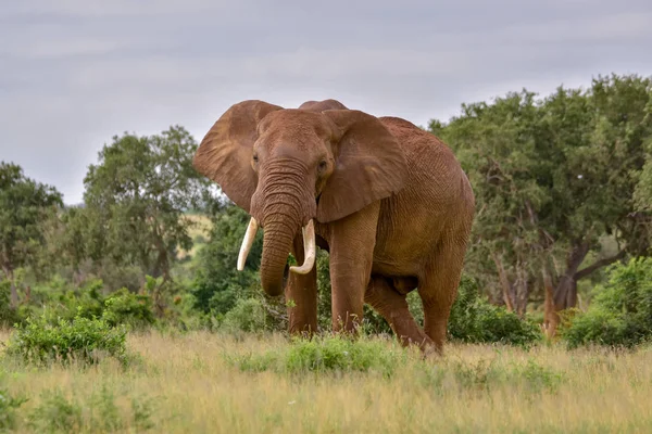 Elefanter Tsavo East Och Tsavo West National Park Kenya — Stockfoto