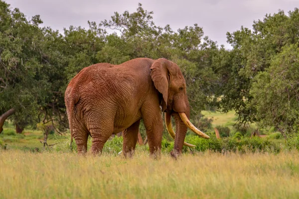 肯尼亚Tsavo East和Tsavo West国家公园的大象 — 图库照片