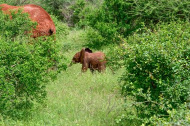 Tsavo Doğu 'daki filler ve Kenya' daki Tsavo Batı Ulusal Parkı