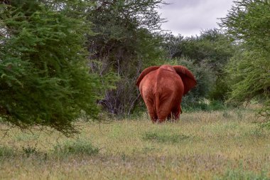 Tsavo Doğu 'daki filler ve Kenya' daki Tsavo Batı Ulusal Parkı