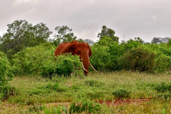 Elefantes Tsavo East Tsavo West National Park Quênia — Fotografia de Stock