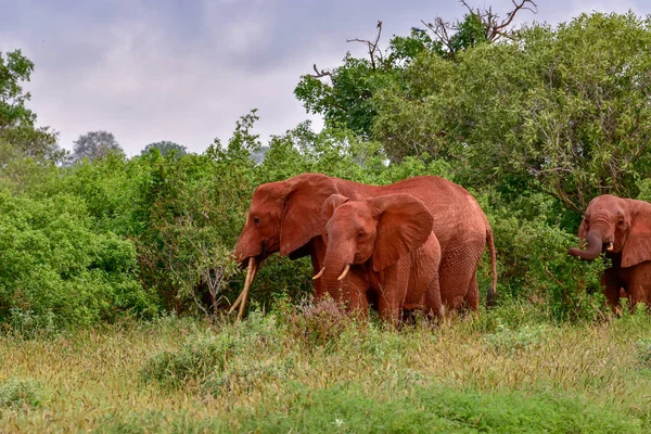 Elefanten Tsavo East Und Tsavo West Nationalpark Kenia — Stockfoto