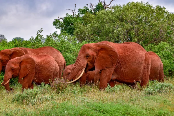 Tsavo Doğu Daki Filler Kenya Daki Tsavo Batı Ulusal Parkı — Stok fotoğraf