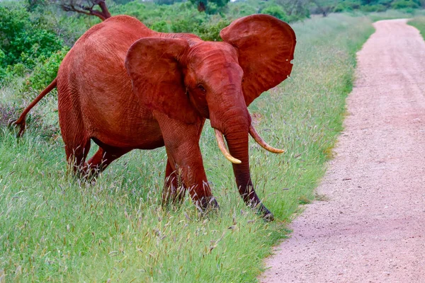 Sloni Tsavo East Tsavo West National Park Keni — Stock fotografie