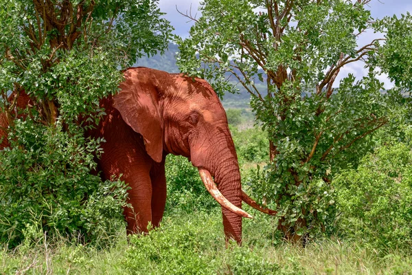 Слони Східному Західному Національному Парках Цаво Кенія — стокове фото