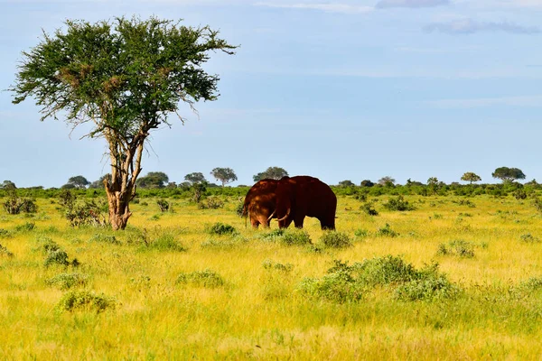 肯尼亚Tsavo East和Tsavo West国家公园的大象 — 图库照片