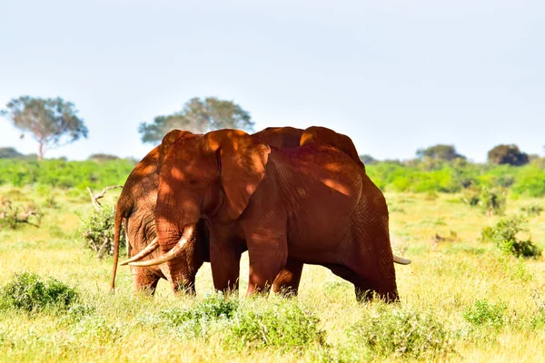 Elefantes Tsavo East Parque Nacional Tsavo West Kenia — Foto de Stock