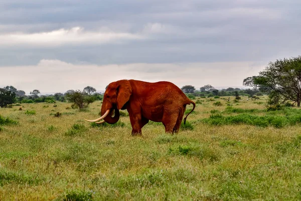 ケニアのTsavo East Tsavo West国立公園の象 — ストック写真