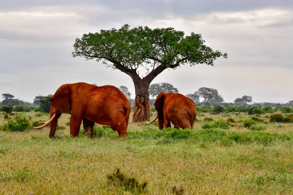 Éléphants Dans Parc National Tsavo East Tsavo West Kenya — Photo