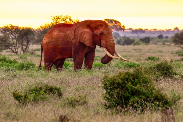 Éléphants Dans Parc National Tsavo East Tsavo West Kenya — Photo