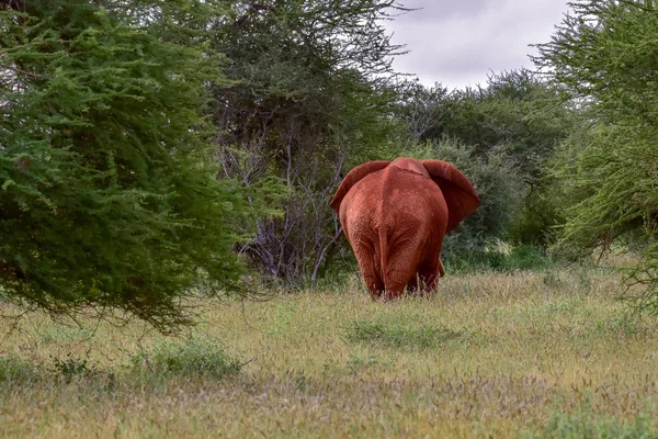 Elefantes Tsavo East Parque Nacional Tsavo West Kenia — Foto de Stock