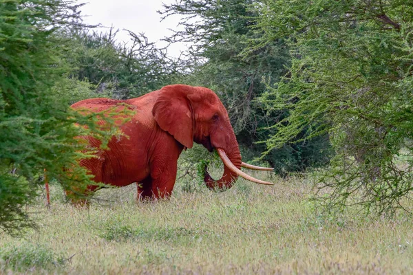 Elefanter Tsavo East Och Tsavo West National Park Kenya — Stockfoto